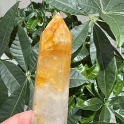 Golden healer t�rn 186 mm