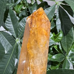 Golden healer t�rn 200 mm