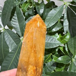 Golden healer t�rn 200 mm