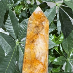 Golden healer t�rn 185 mm