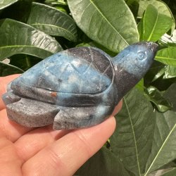 Trolleite skildpadde