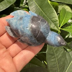 Trolleite skildpadde