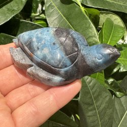 Trolleite skildpadde