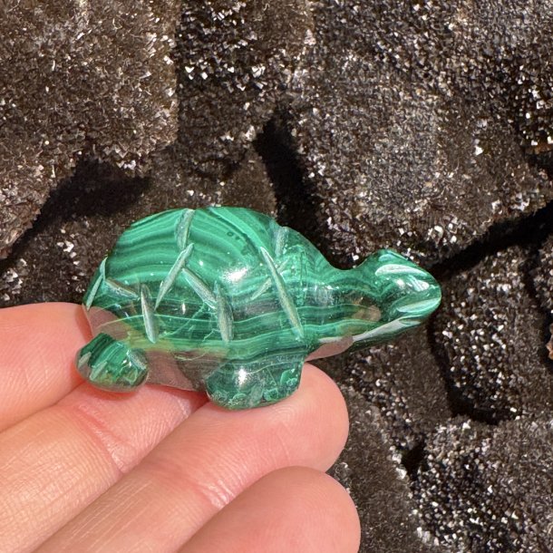 Malakit skildpadde