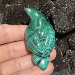 Malakit fugl