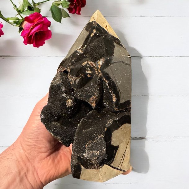 Septarie trn druzy 190mm