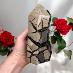 Septarie trn druzy 165mm