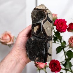 Septarie trn druzy 165mm