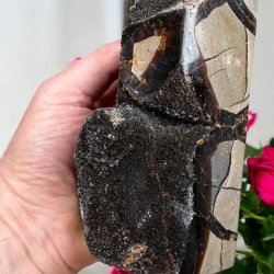 Septarie trn druzy 165mm