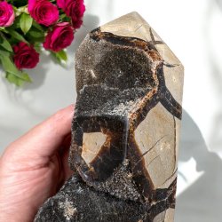 Septarie trn druzy 165mm