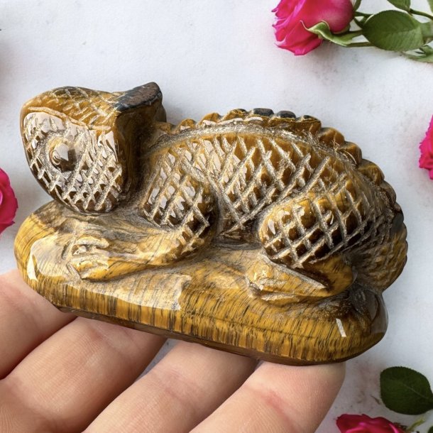 Tigerje leguan