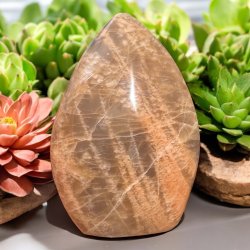 Fersken mnesten freeform