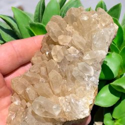 Golden healer / limonit klynge