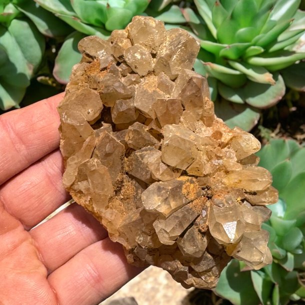 Golden healer / limonit klynge