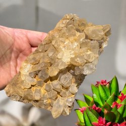 Golden healer / limonit klynge