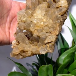 Golden healer / limonit klynge