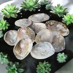 Mother of pearl shell