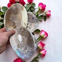 Mother of pearl shell