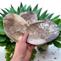 Mother of pearl shell