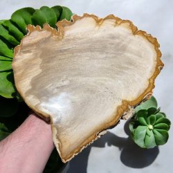 Forstenet tr (fossil)