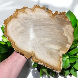 Forstenet tr (fossil)