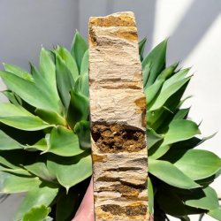 Forstenet tr (fossil)