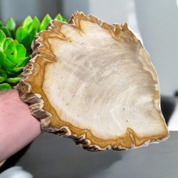 Forstenet tr (fossil)