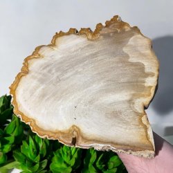 Forstenet tr (fossil)