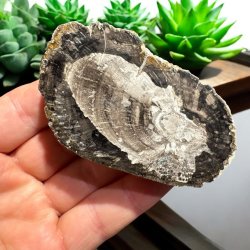 Forstenet tr (fossil)