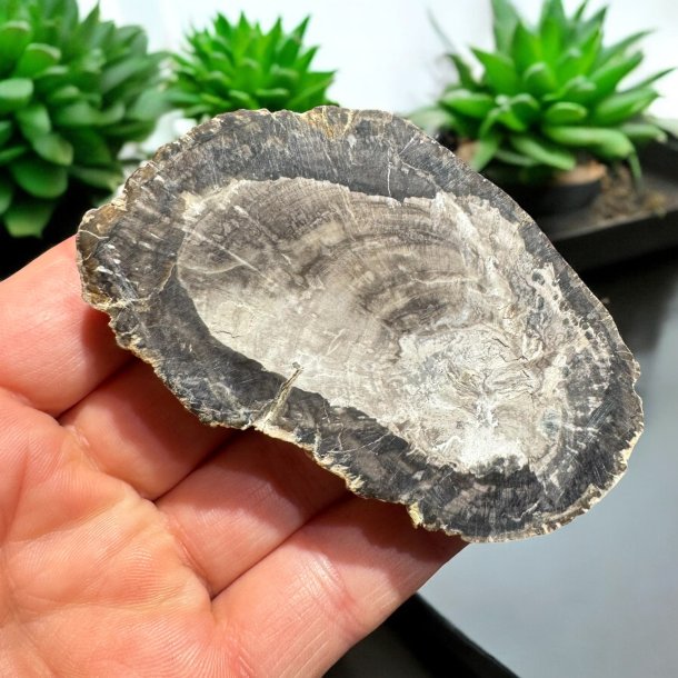 Forstenet tr (fossil)