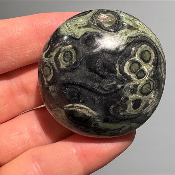 kambaba jaspis jumbo