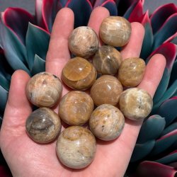 Fersken mnesten lommesten xl