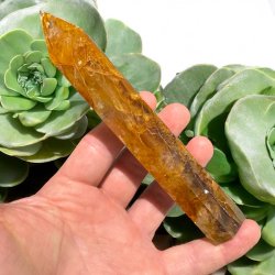 Golden healer trn 156mm