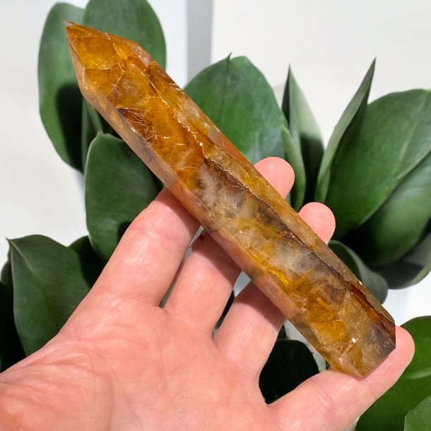 Golden healer trn 156mm