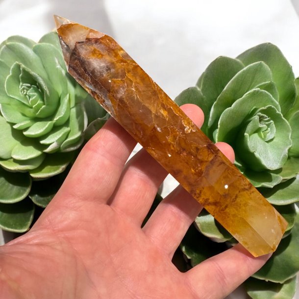 Golden healer t�rn 159mm