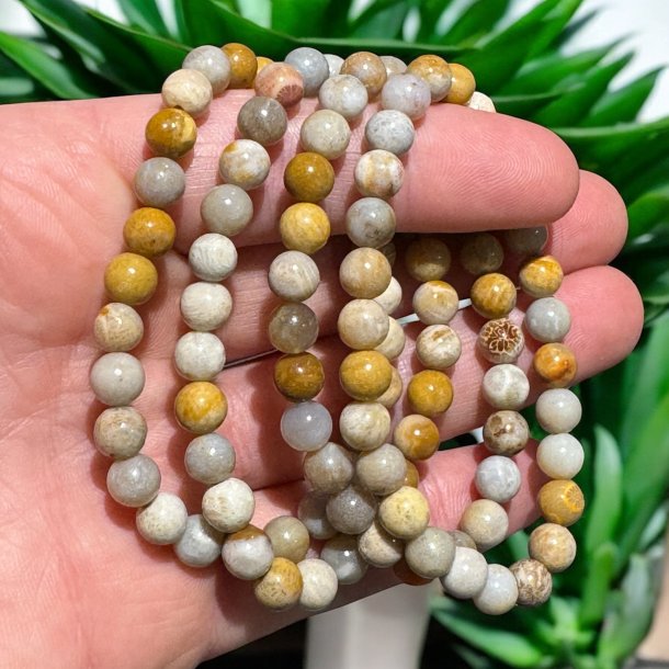 Koral forstenet petoskey armbnd 6mm