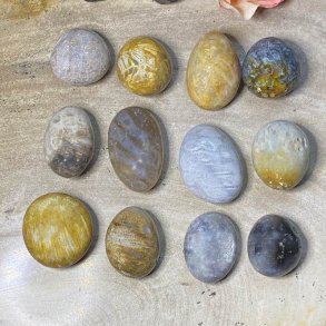 Koral forstenet petoskey lommesten