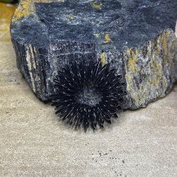 Akupressur ring / finger roller