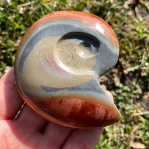 Polychrome jaspis ammonit