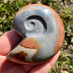 Polychrome jaspis ammonit